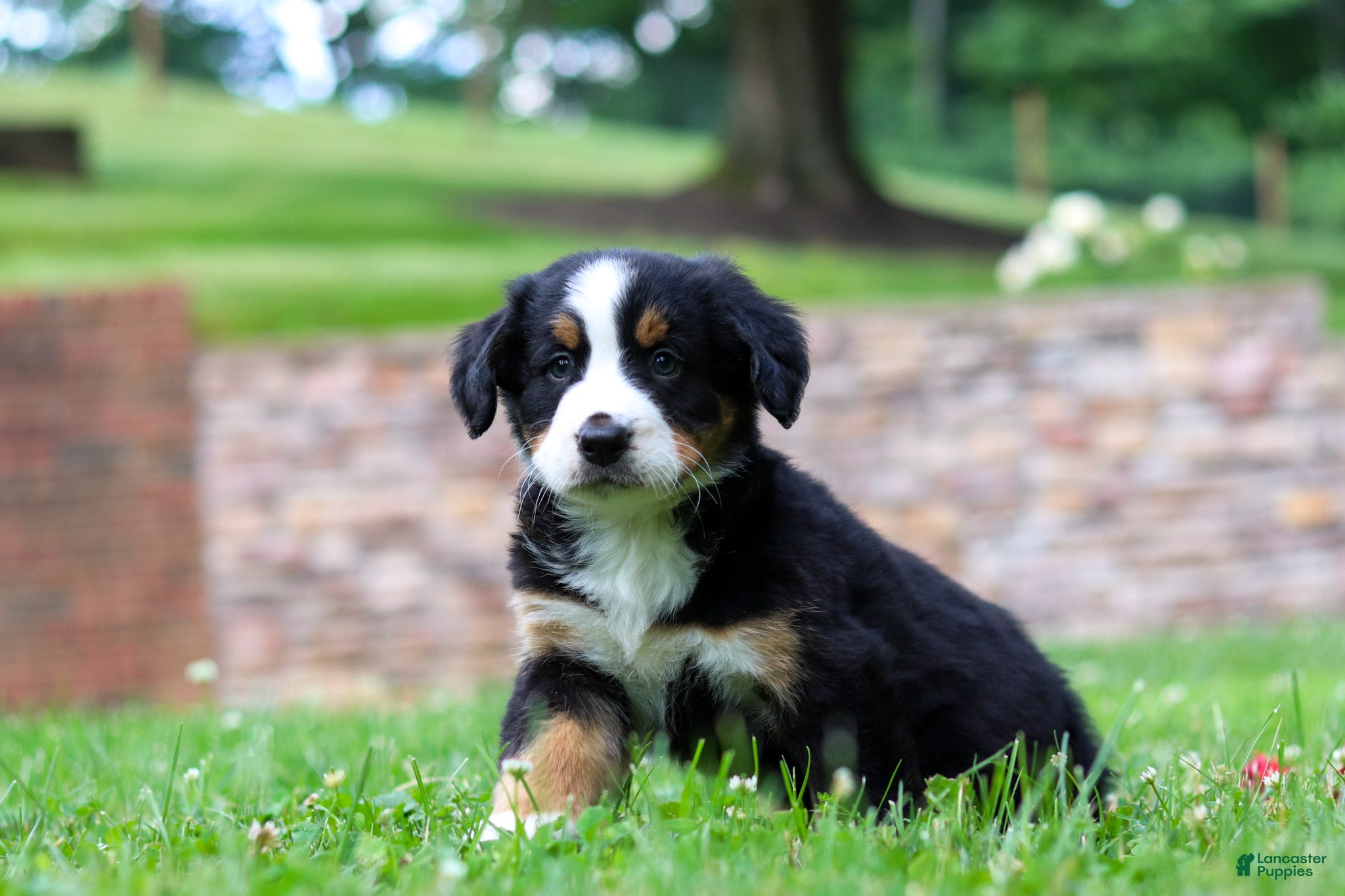Bernese Mountain Dog dogs Dixie - Ad 2