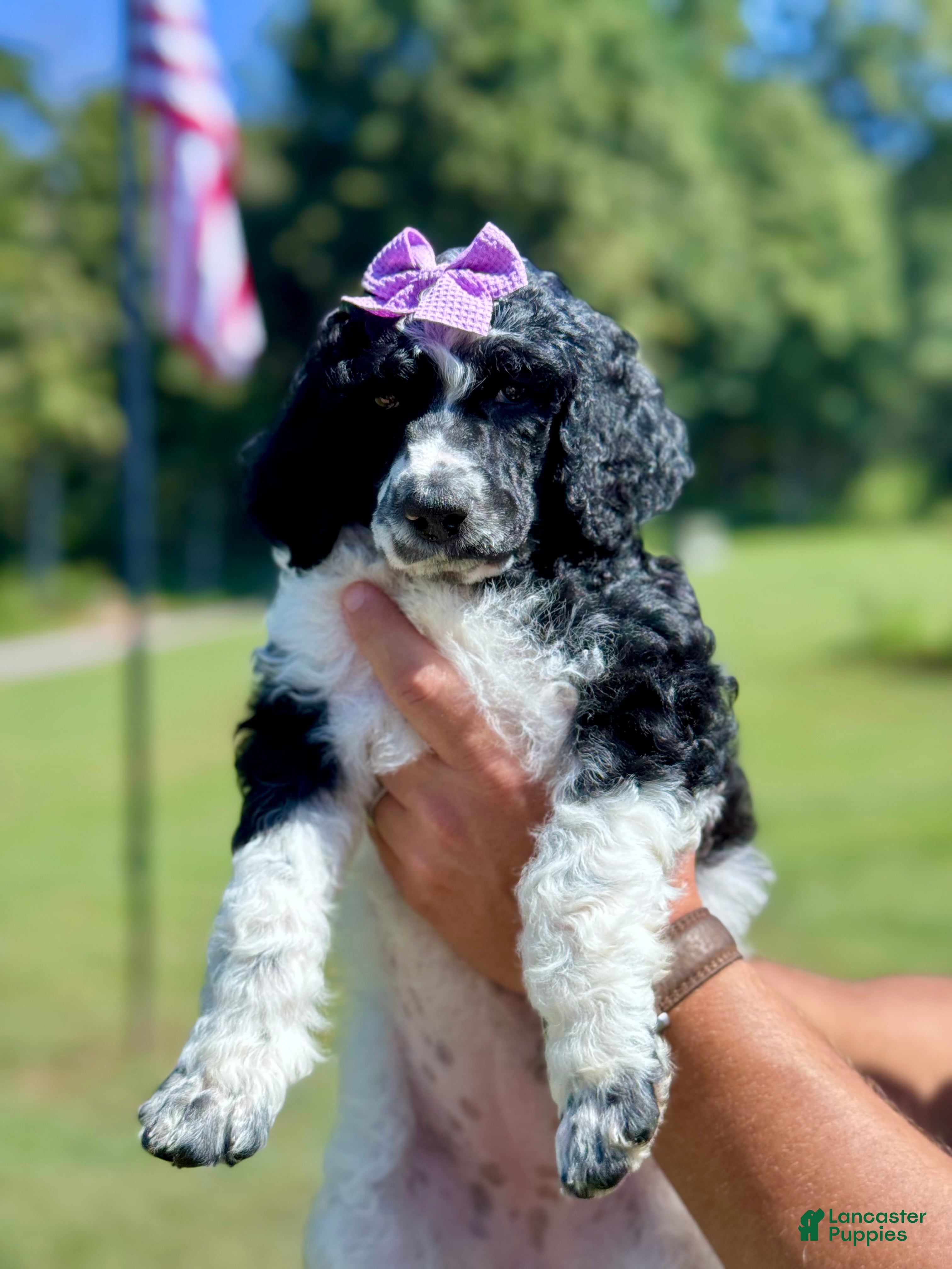 Standard Poodle dogs Purple collar - Ad 2