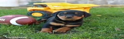 Rottweiler dogs for sale: Peyton - Ad 3