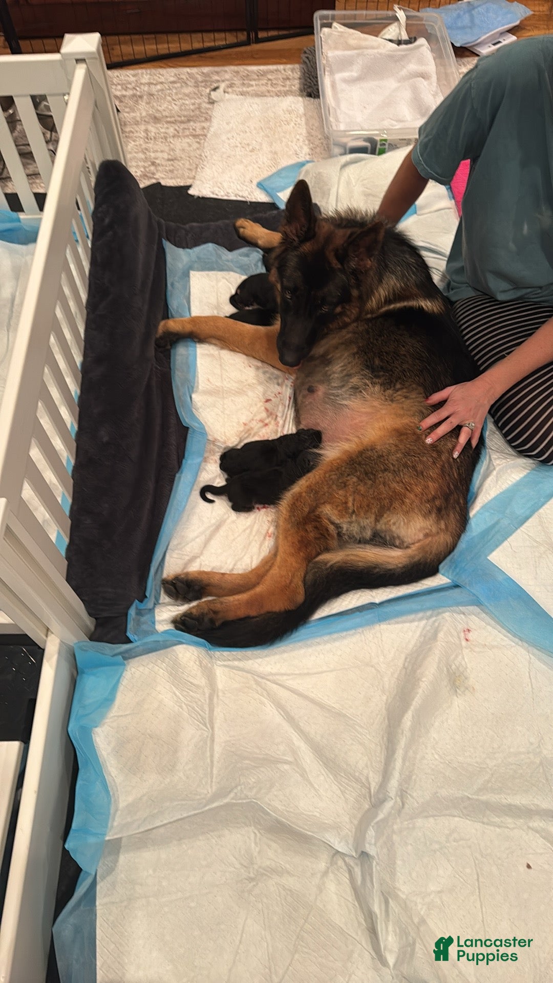 German Shepherd dogs German Shepherd Puppy 4 - Ad 10