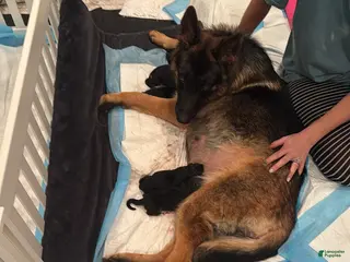 German Shepherd dogs German Shepherd Puppy 4 - Ad 8