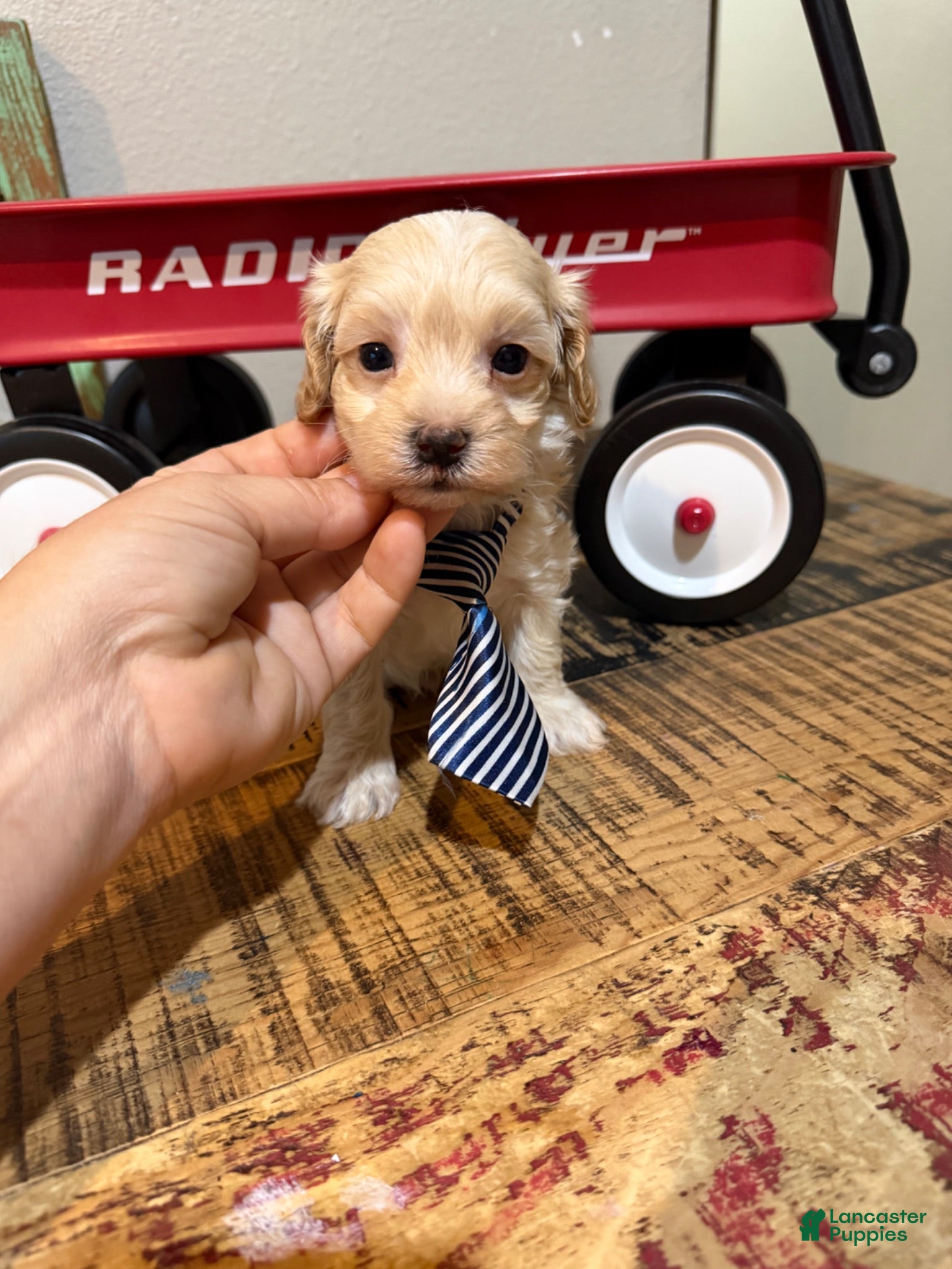 Maltipoo dogs Maltipoo Boy! Blue Tie - Ad 17