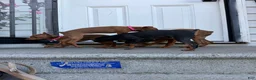 Miniature Pinscher dogs for sale: Miniature Pinscher 3 - Ad 3