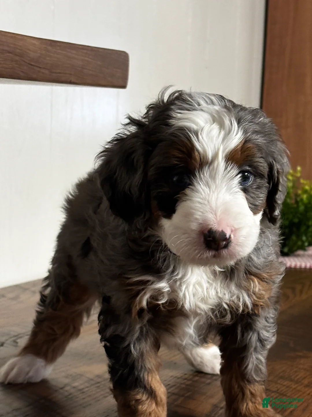 Mini Bernedoodle dogs for sale: Harper Mini Bernedoodle Puppy 5 - Ad 12