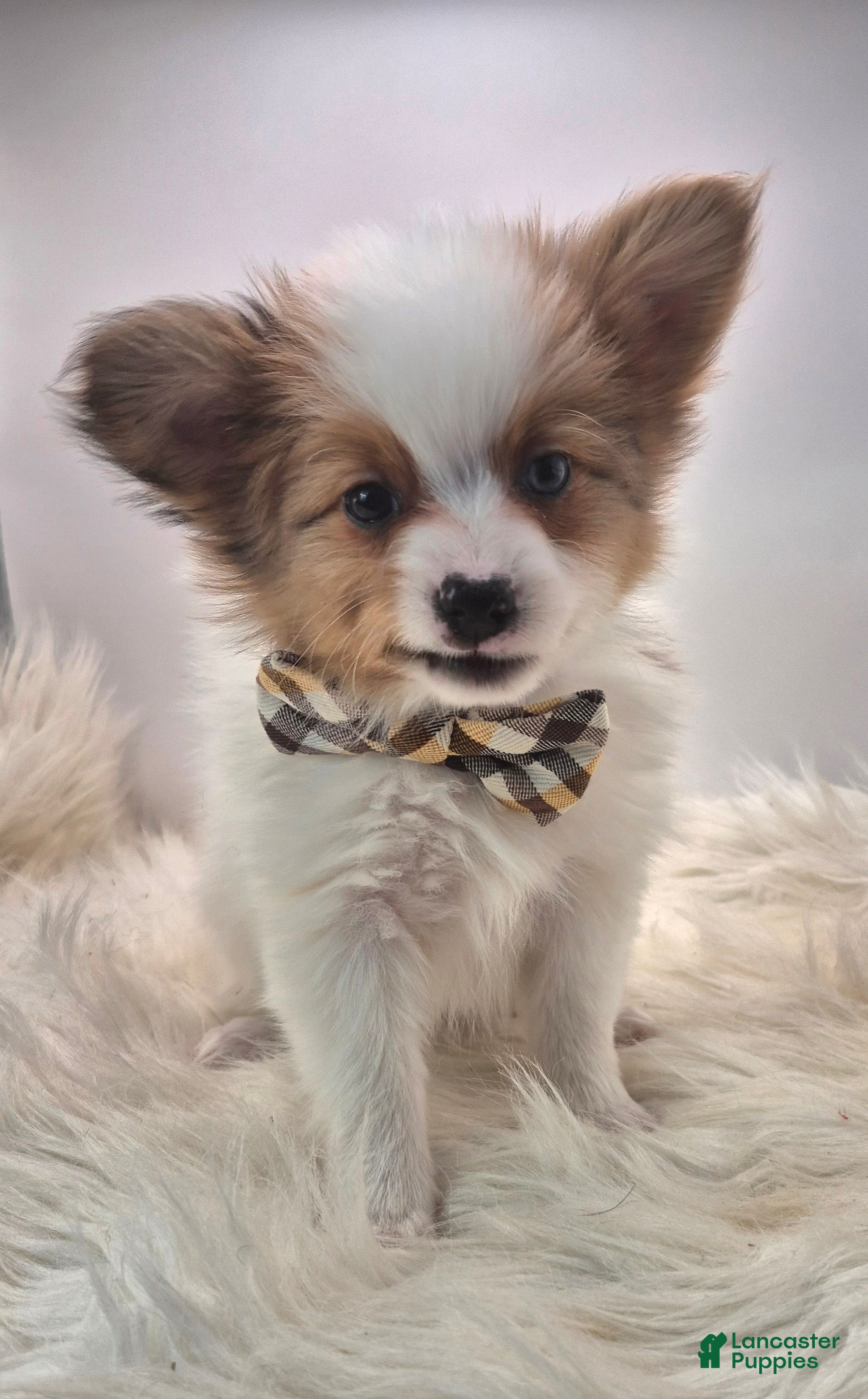 Papillon dogs Purple Boy(Sam) - Ad 20