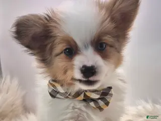 Papillon dogs Purple Boy(Sam) - Ad 20