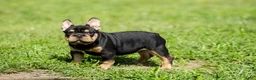 French Bulldog dogs for sale: French Bulldog 2 - Ad 4