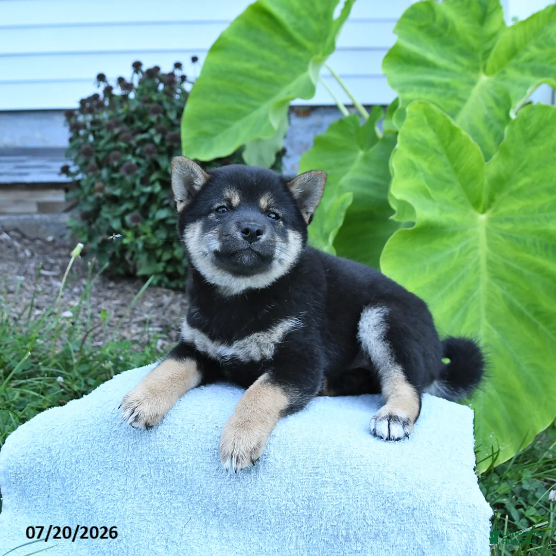 Shiba Inu dogs for sale: Josie - Ad 3