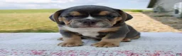 Beabull dogs for sale: Toby - Ad 3