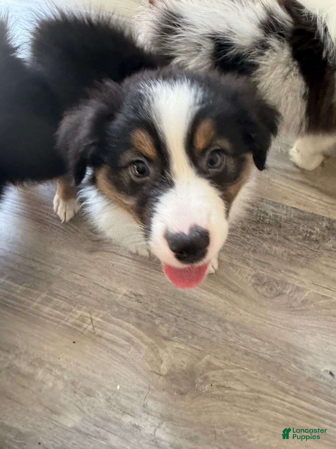 Australian Shepherd dogs for sale: Jeremy - Ad 2