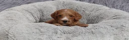 Mini Goldendoodle dogs for sale: Manny 💙 GenClearParents - Ad 5