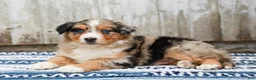 Australian Shepherd dogs for sale: Cody - Ad 4