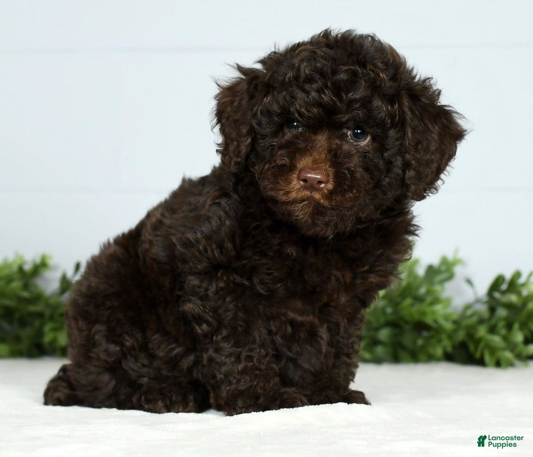 Miniature Poodle dogs for sale: Jinger - Ad 4