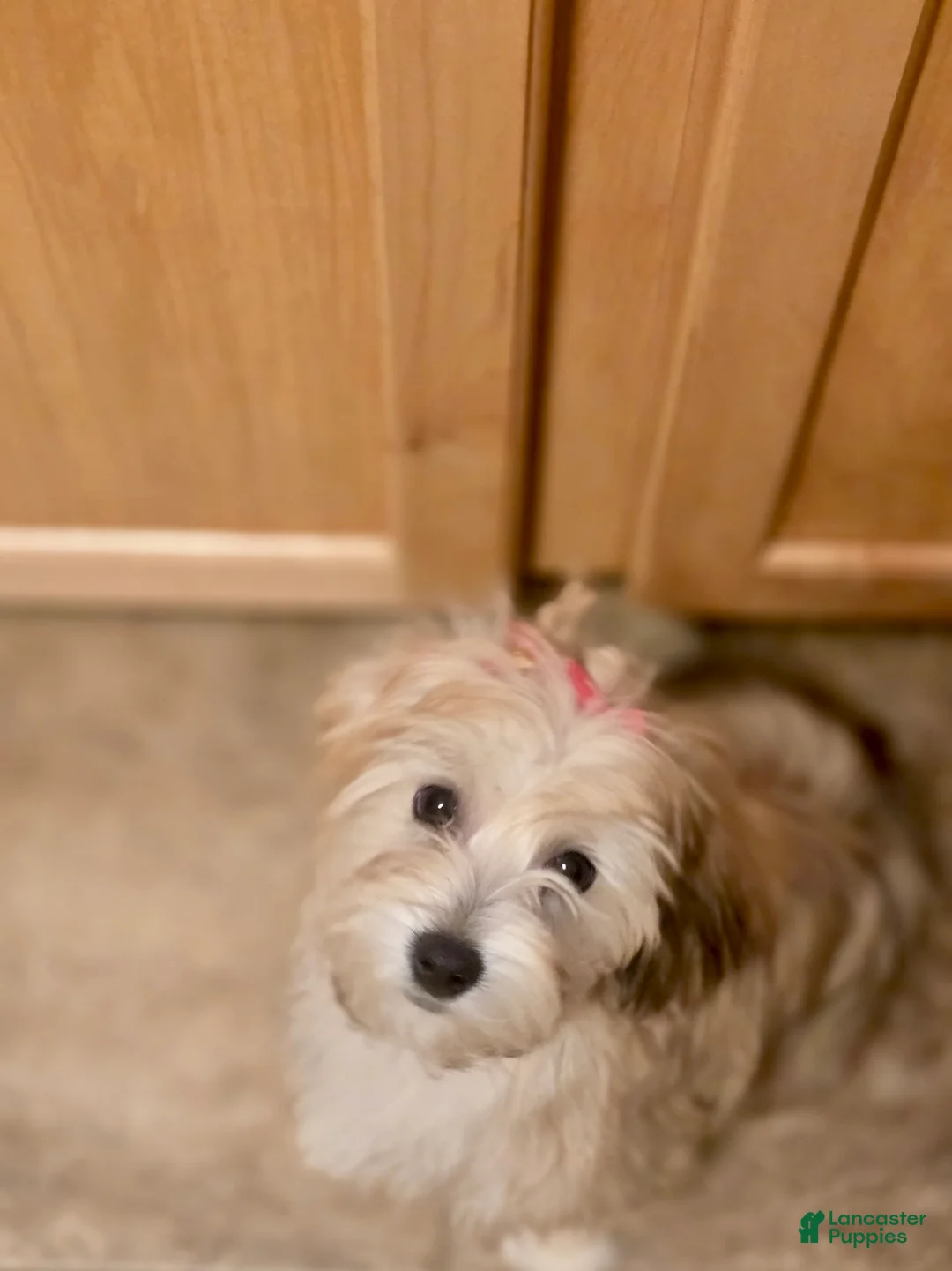 Mixed Breed dogs for sale: Mixed Breed 2 - Ad 2