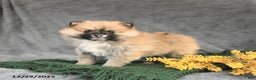 Pomeranian dogs for sale: Kitty - Ad 4