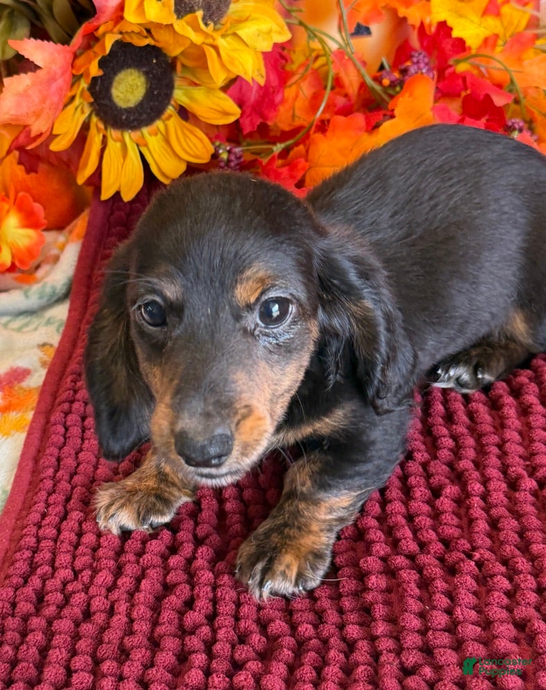Miniature Dachshund dogs Radar - Ad 35