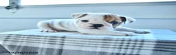 English Bulldog dogs for sale: Jordan  - Ad 4
