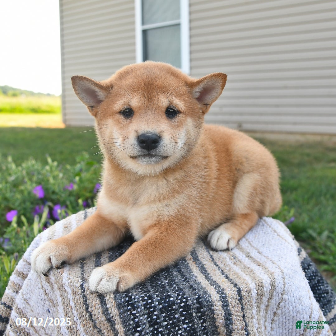 Shiba Inu dogs for sale: Isabelle - Ad 9