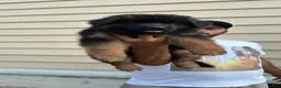 German Shepherd dogs for sale: German Shepherd 4 - Ad 3