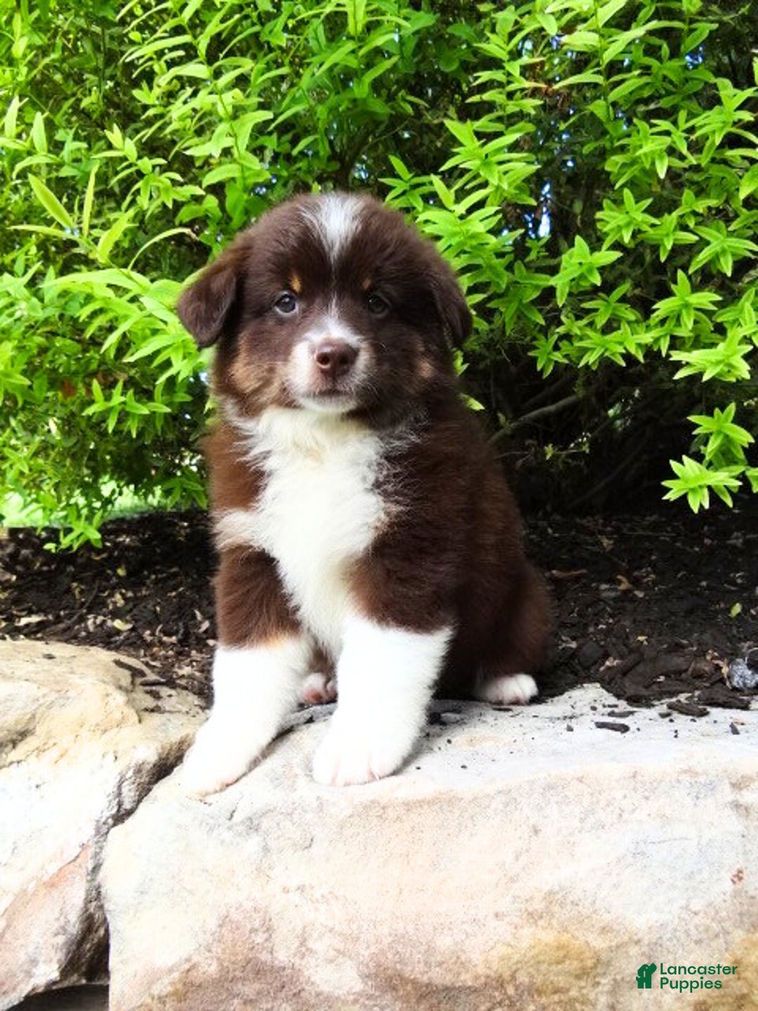 Australian Shepherd Bernese Mountain Dog For Sale Craigslist Waco