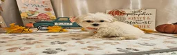 Maltipoo dogs for sale: Carson - Ad 6