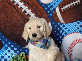 Goldendoodle dogs Dantel Standard size Hypoallergenic - Ad 9