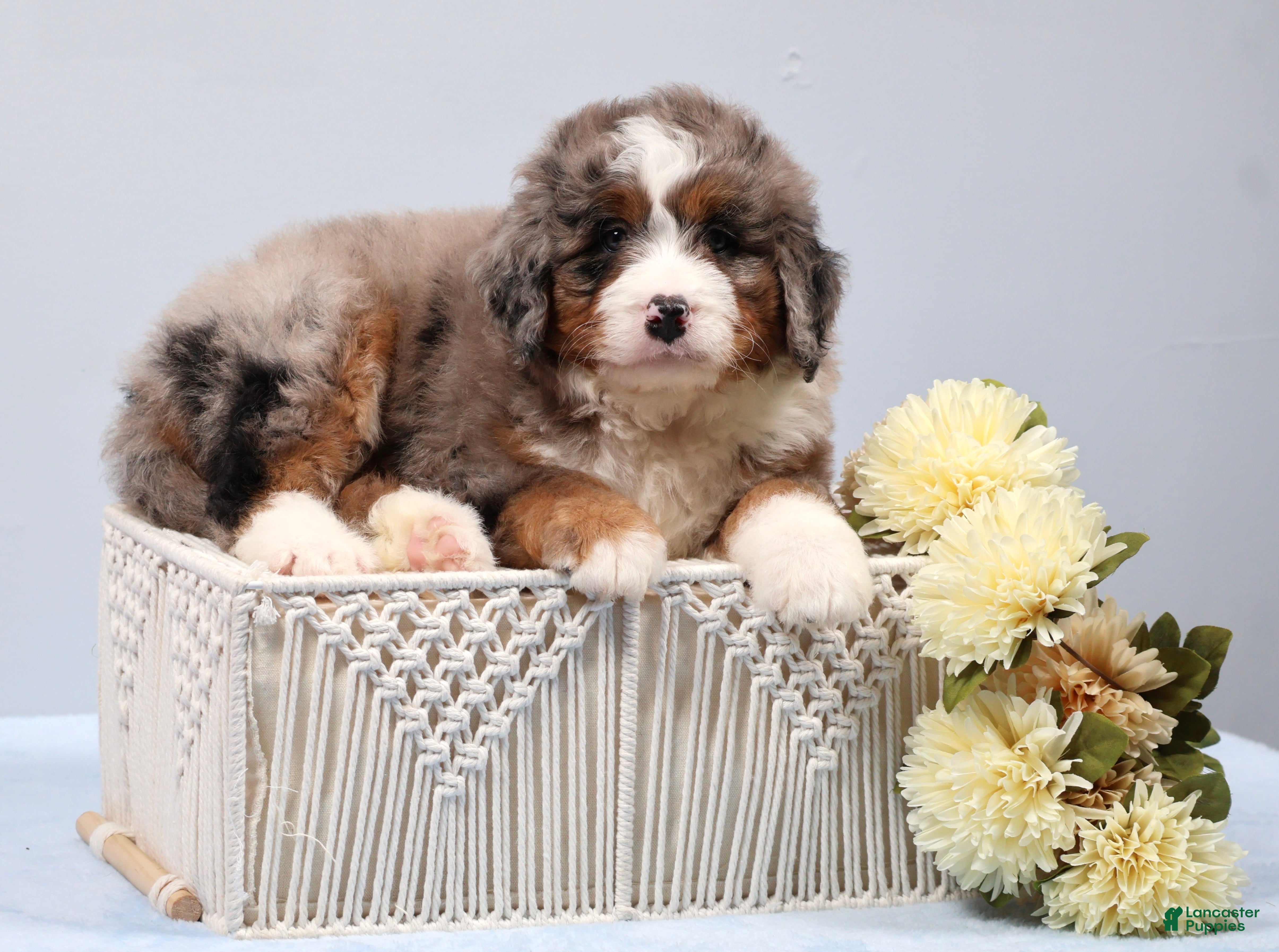 Mini Bernedoodle dogs Fido - Ad 1