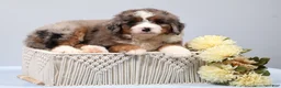 Mini Bernedoodle dogs for sale: Fido - Ad 9