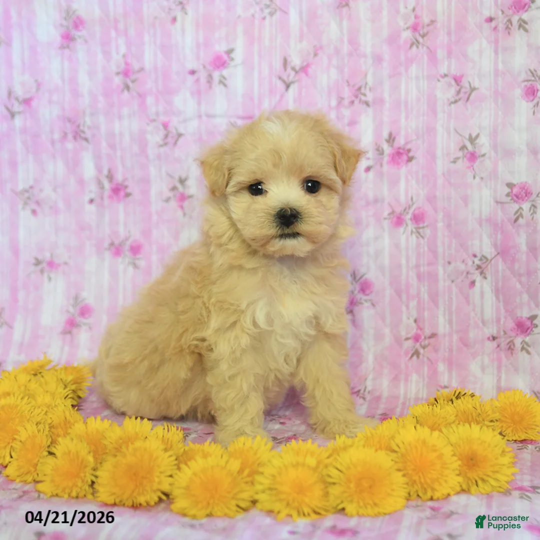 Maltipoo dogs for sale: Rosie - Ad 1