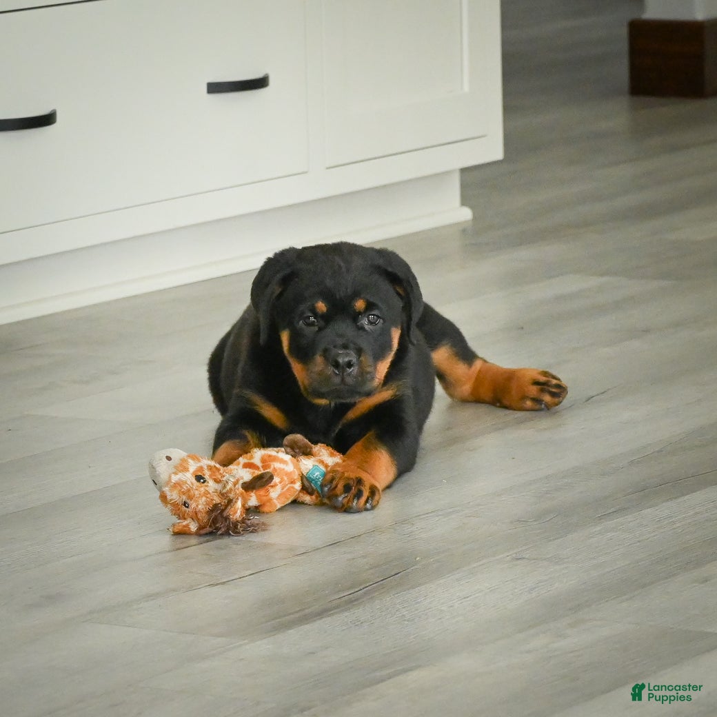 Rottweiler dogs Gracie - Ad 2