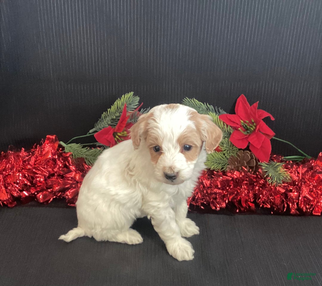 Mini Goldendoodle dogs for sale: Walker - Ad 3