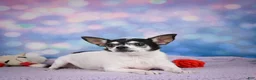 Chihuahua dogs for sale: OTIS - Ad 14