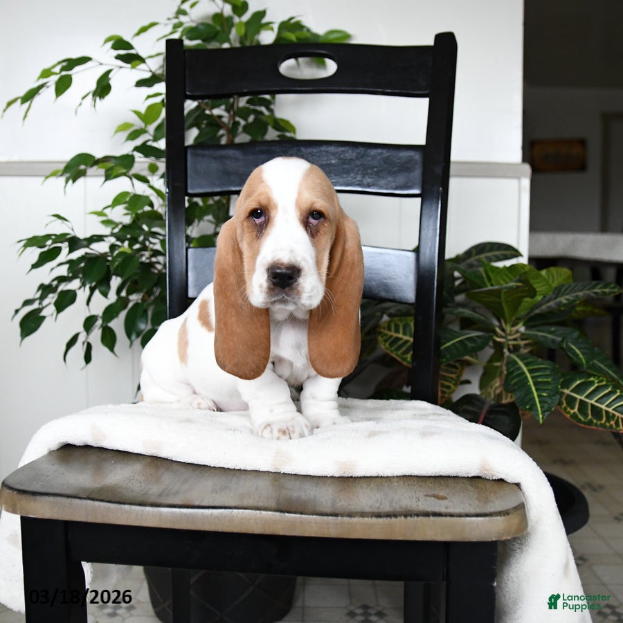 Basset Hound dogs Juliet - Ad 1