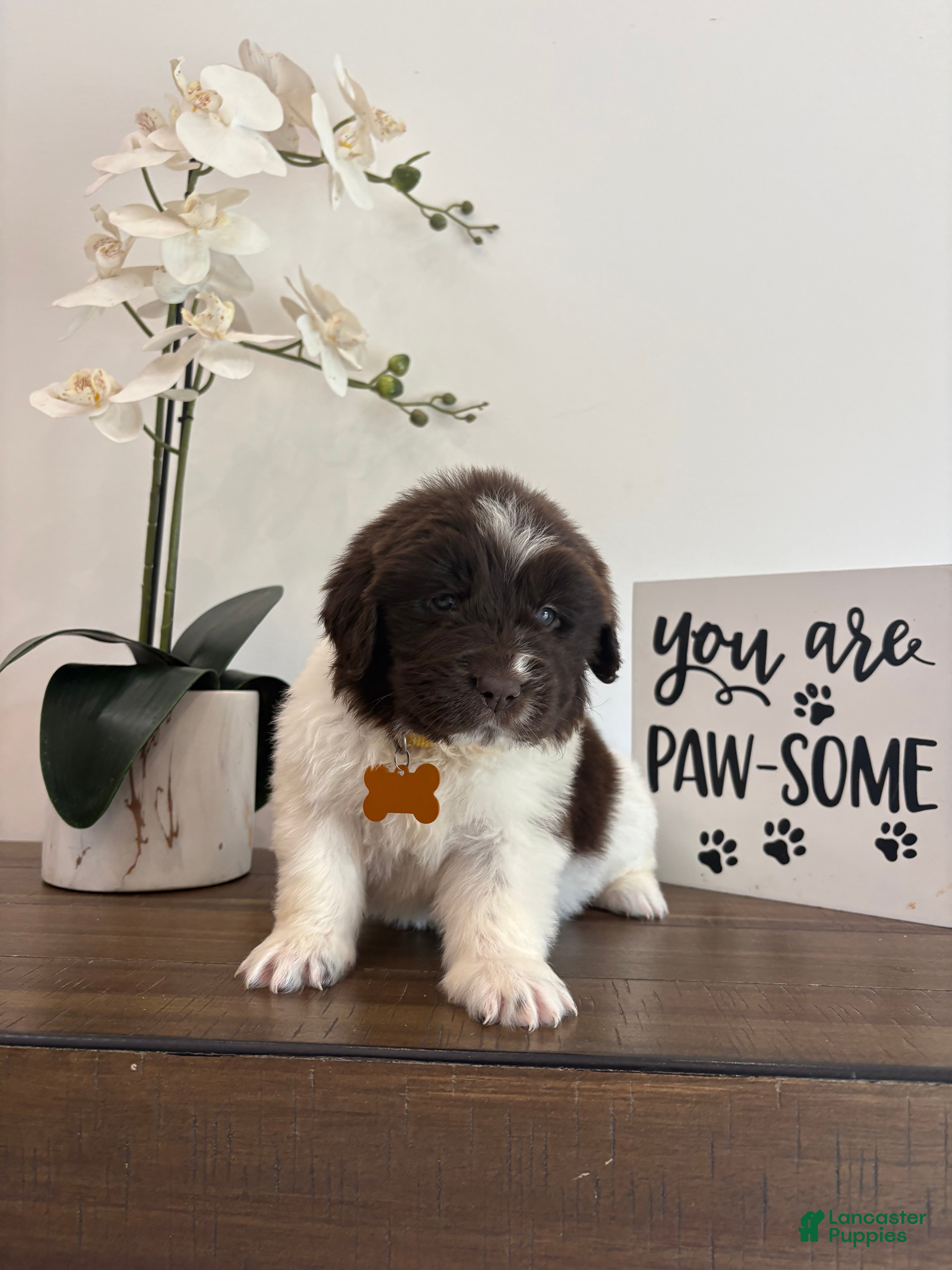 Newfoundland dogs Brooklyn  - Ad 11