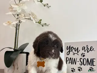 Newfoundland dogs Brooklyn - Ad 11