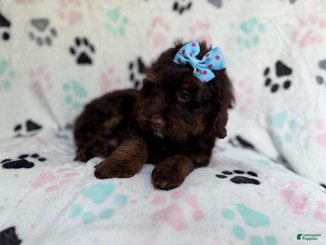Cockapoo dogs for sale: Cocoa - Ad 3