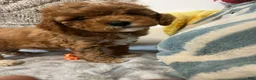 Cavapoo dogs for sale: June - Ad 4