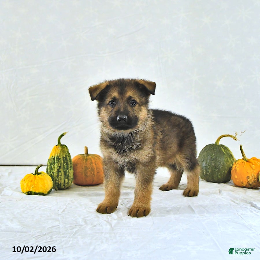 German Shepherd dogs Zeus - Ad 2