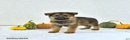 German Shepherd dogs for sale: Zeus - Ad 2