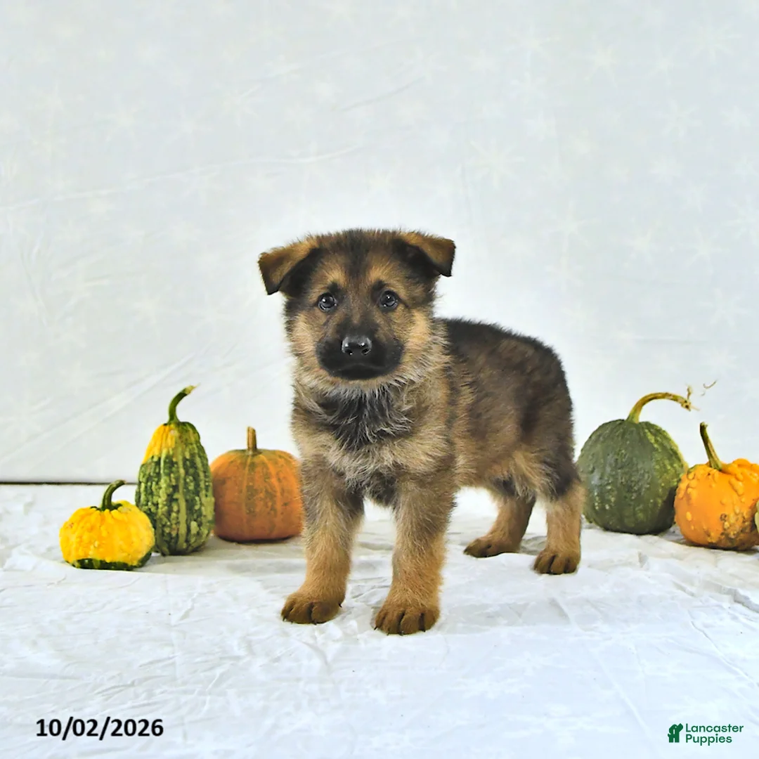 German Shepherd dogs for sale: Zeus - Ad 2