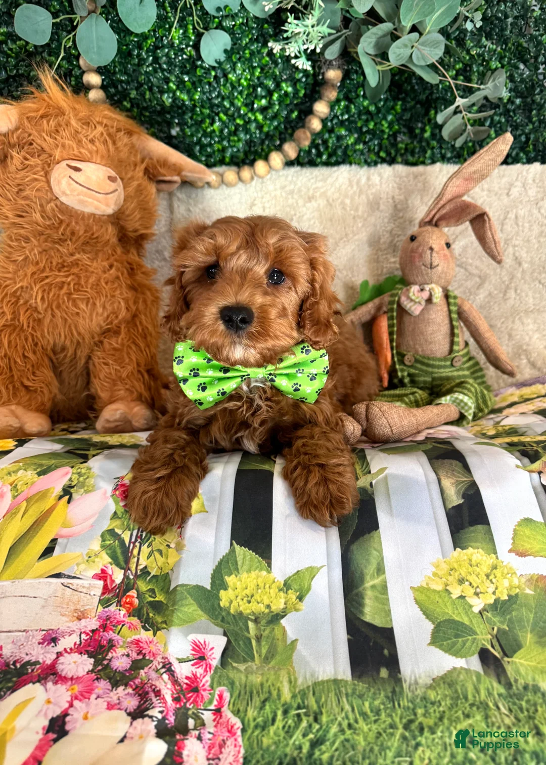 Cavapoo dogs for sale: Walker - Ad 2