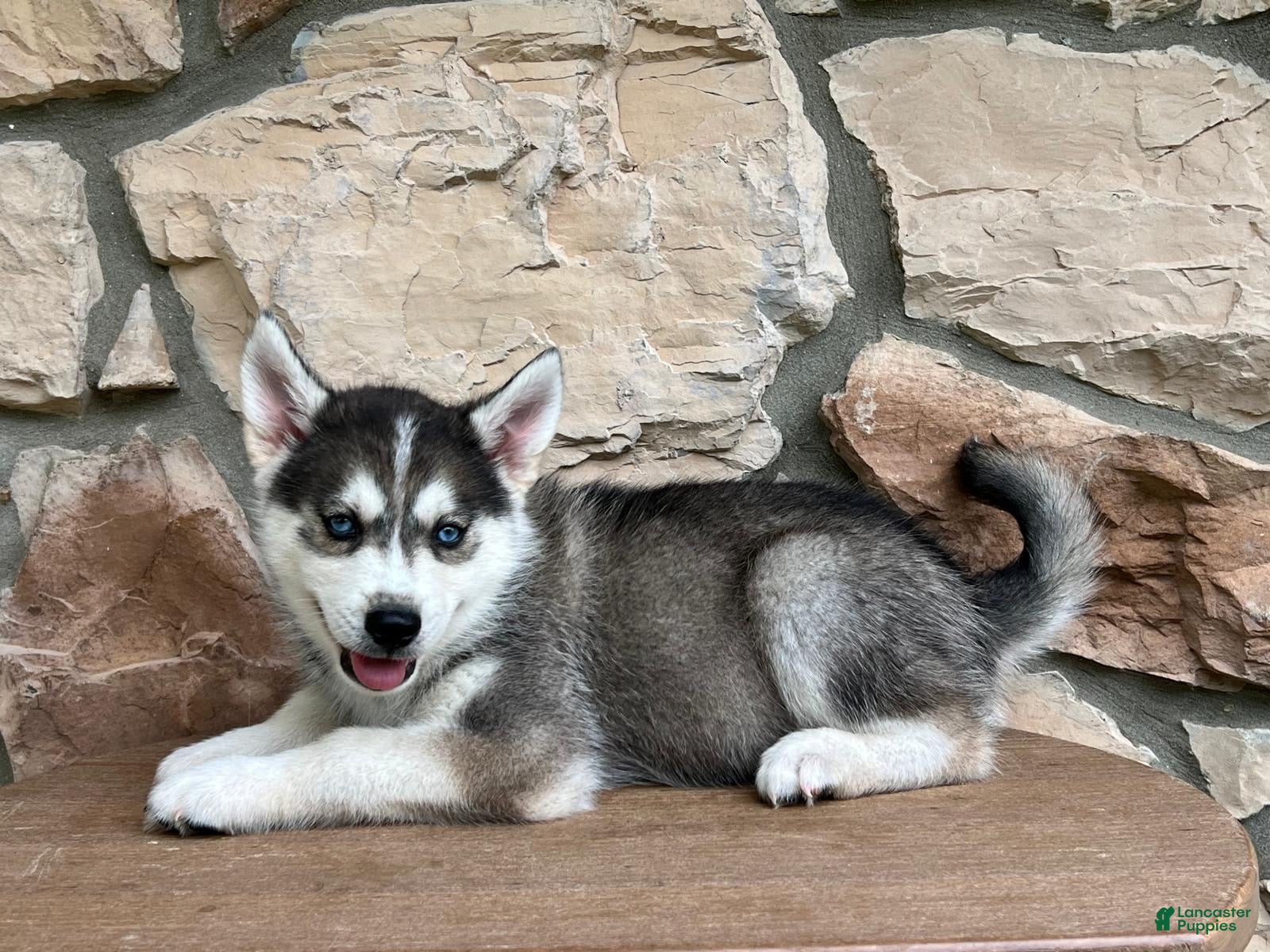 Pomsky dogs Harley - Ad 1
