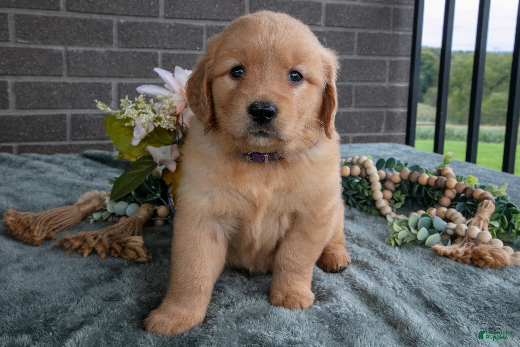 Golden Retriever dogs for sale: Emily - Ad 1