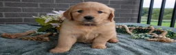 Golden Retriever dogs for sale: Emily - Ad 1