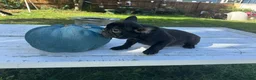 French Bulldog dogs for sale: Bella - Ad 7