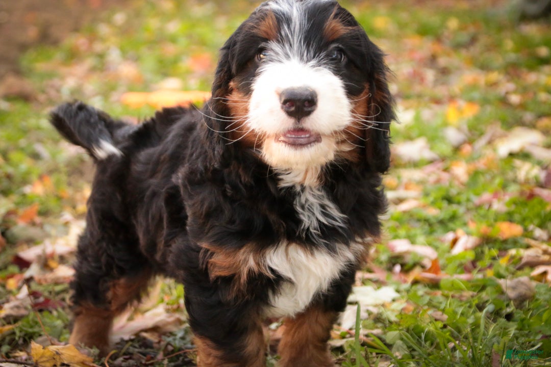 Bernedoodle dogs Sumit Miniature Bernedoodle  - Ad 2