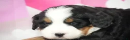 Bernese Mountain Dog dogs for sale: Bernese Mountain Dog Puppy 3 - Ad 3