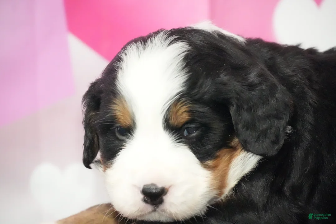 Bernese Mountain Dog dogs for sale: Bernese Mountain Dog Puppy 3 - Ad 3