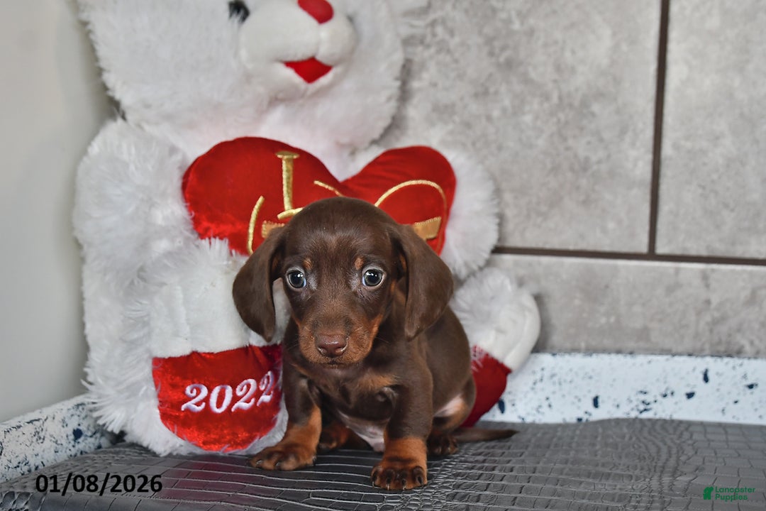 Miniature Dachshund dogs for sale: Benny - Ad 2