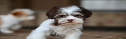 Havanese dogs for sale: Hope - Ad 3